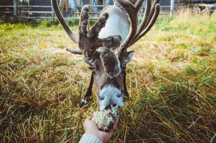 A reindeer with antlers being fed by a person. 1