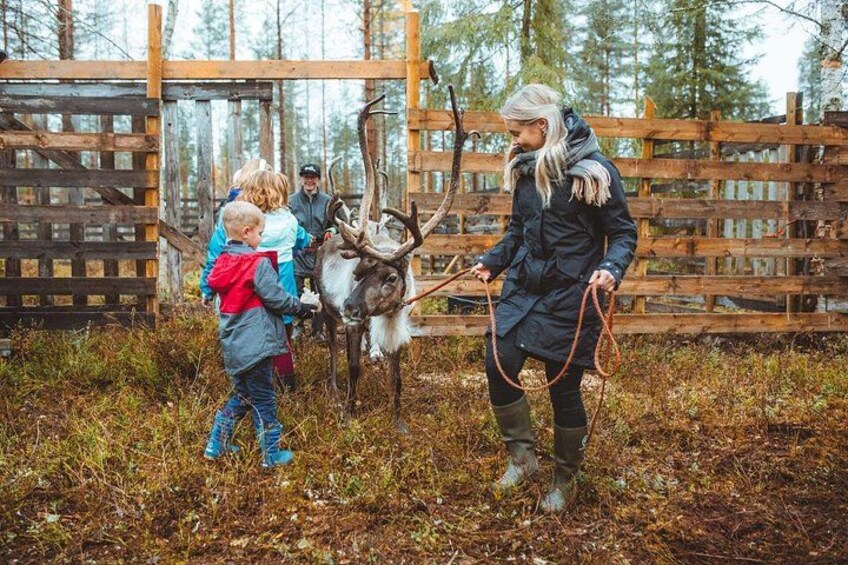 A person leading a reindeer with antlers, surrounded by a wooden fence and trees. 5