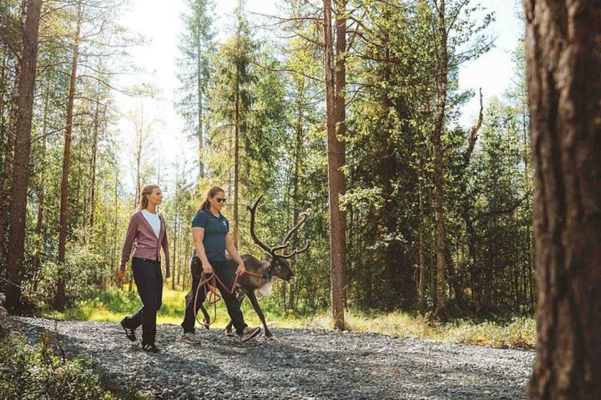 Two people walking with a reindeer in a forest. 2