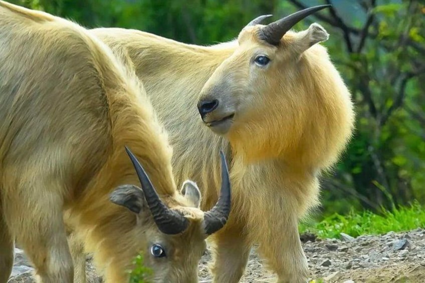 Two goats with prominent horns in a natural setting. 5