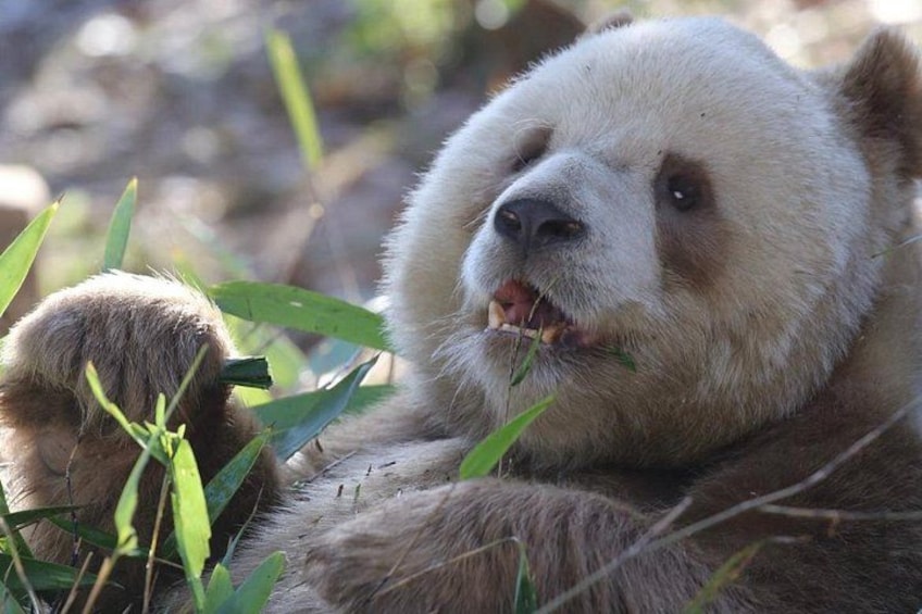 A panda eating bamboo. 1