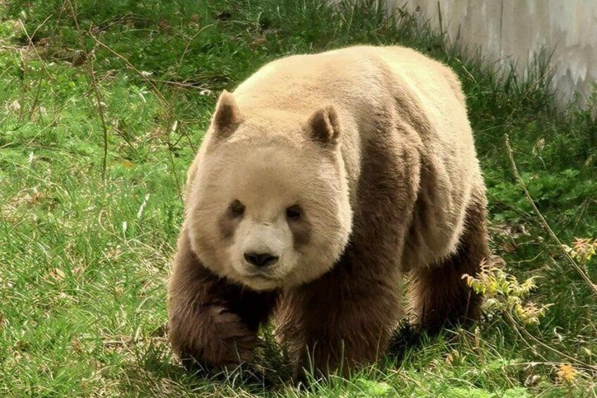 A bear walking on grass. 4