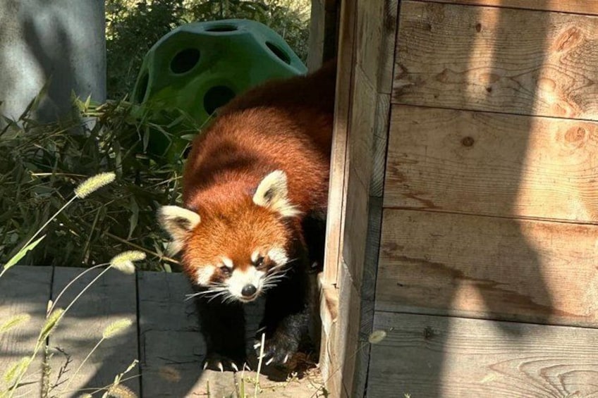 A red panda near a wooden structure with greenery in the background. 2