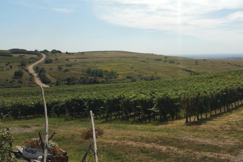 Un vignoble avec des rangées de vignes et un chemin de terre qui serpente à travers le paysage. 1