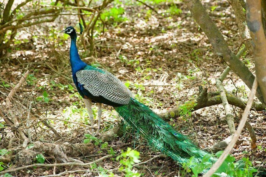 Sri Lanka Private Tour -7 Days With Driver and Vehicle 5