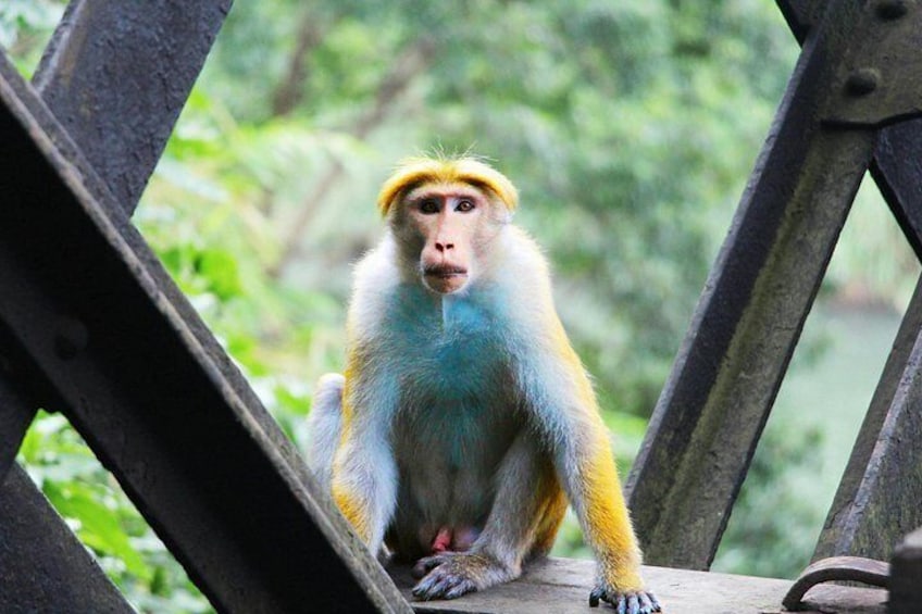 Sri Lanka Private Tour -7 Days With Driver and Vehicle 2