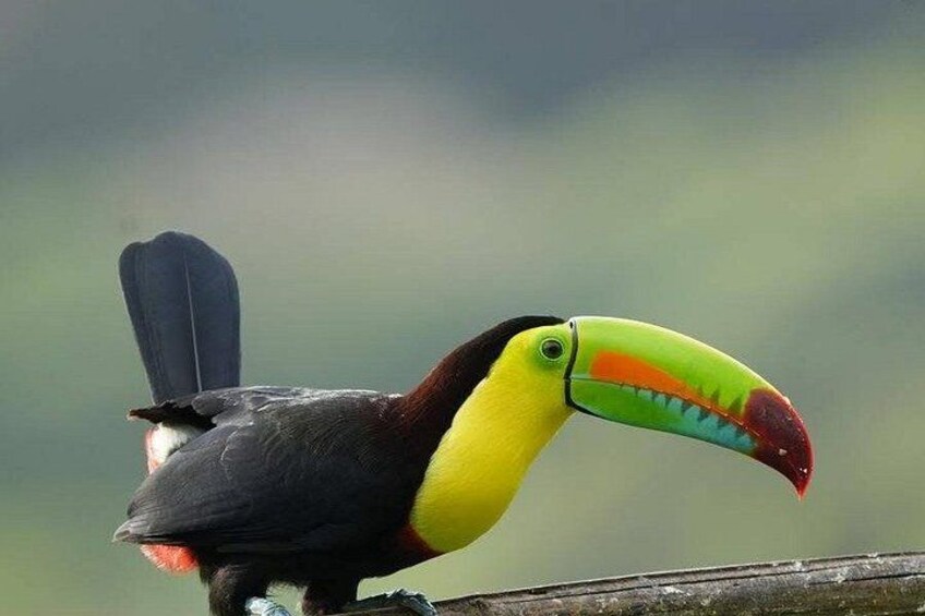 Exploring Authentic Monteverde 4