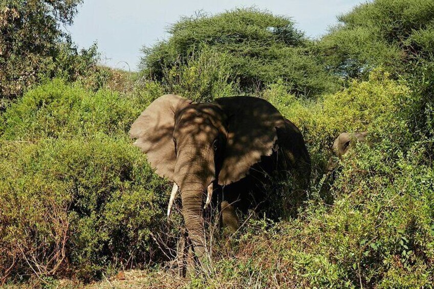 Un elefante in una fitta area arbustiva verde. 2