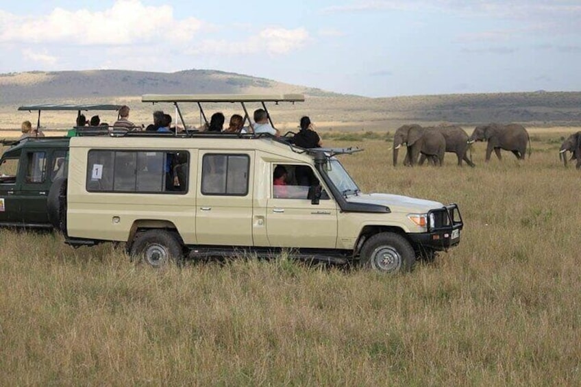 Un veicolo safari con passeggeri che osservano degli elefanti in un campo erboso. 1