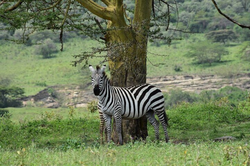 Una zebra in piedi sotto un albero in un prato erboso. 4