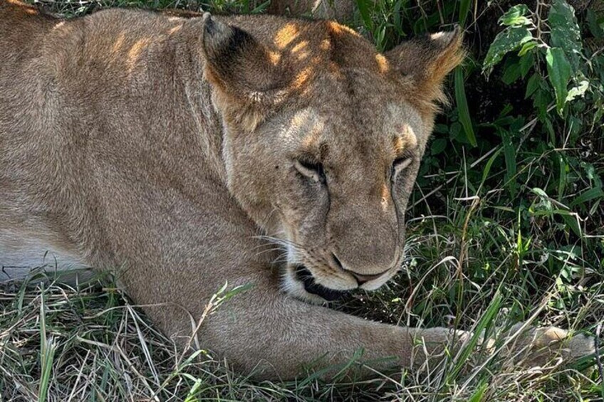 A lion resting in tall grass. 4