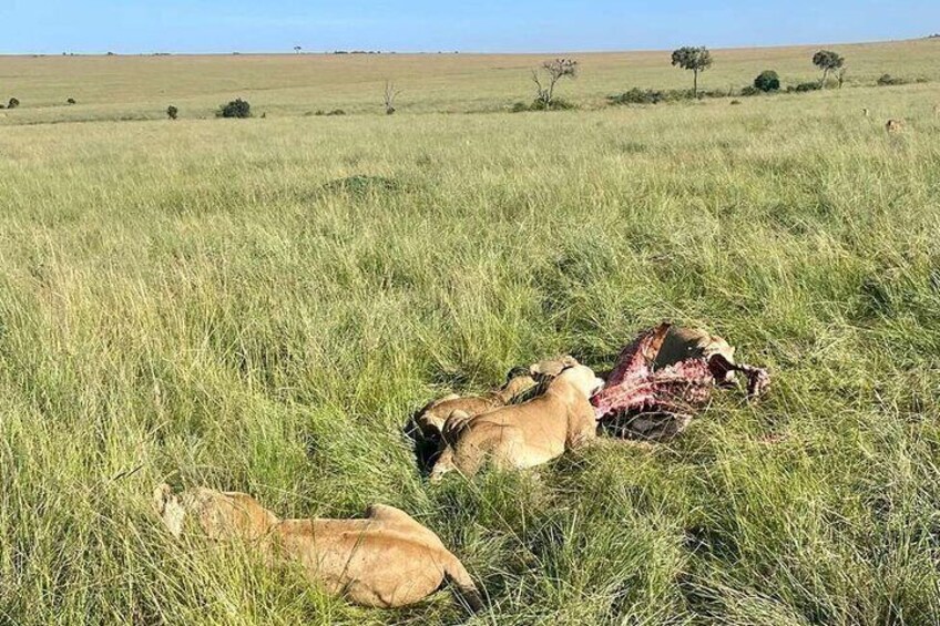 A grassy field with three lions lying down. 2