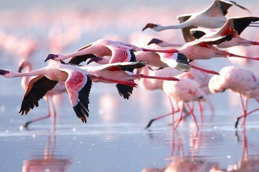 Flamingos in flight over a reflective water surface. 1