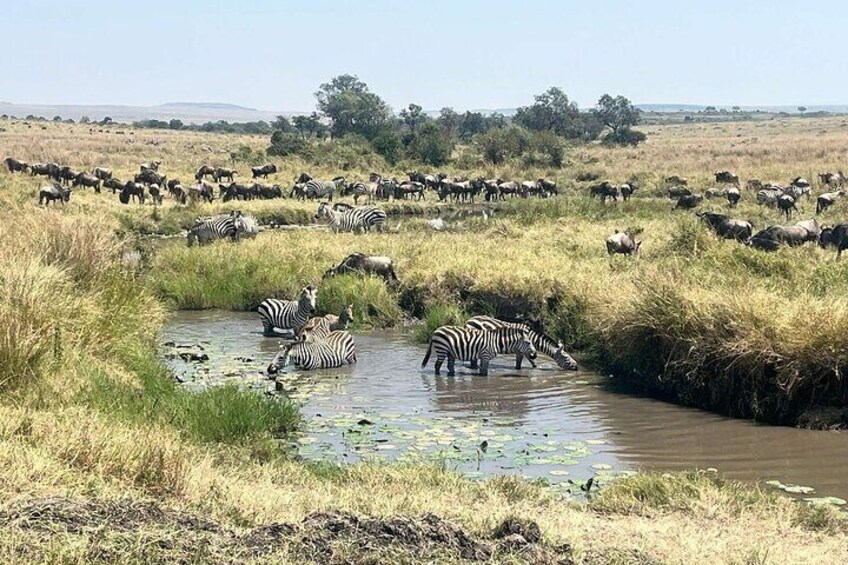 Zebras drinking water in a field with wildebeests in the background. 5