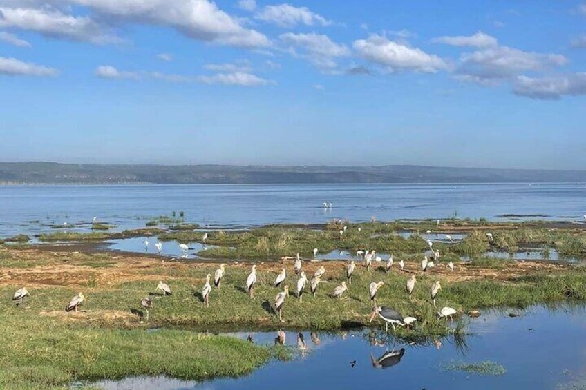A wetland with birds and water. 3