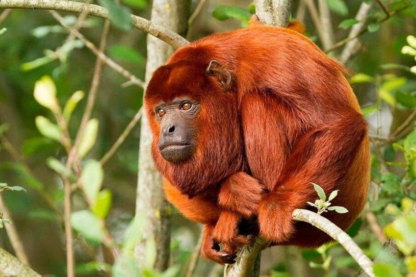A red orangutan sitting on a tree branch surrounded by green foliage. 4