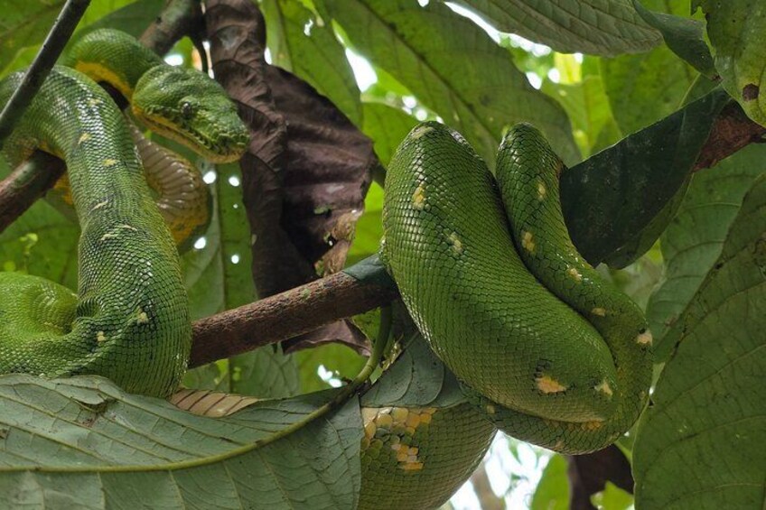 A green snake coiled on a tree branch with large leaves. 3