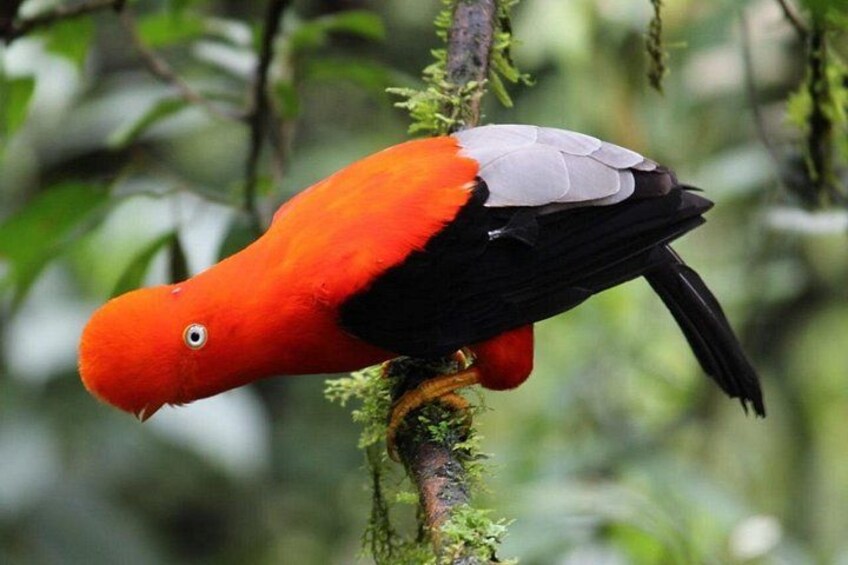 A parrot perched on a mossy branch in a forest. 1