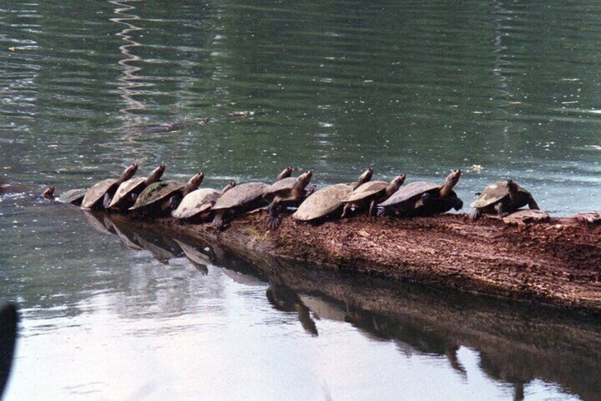 A log with turtles lined up on it. 4