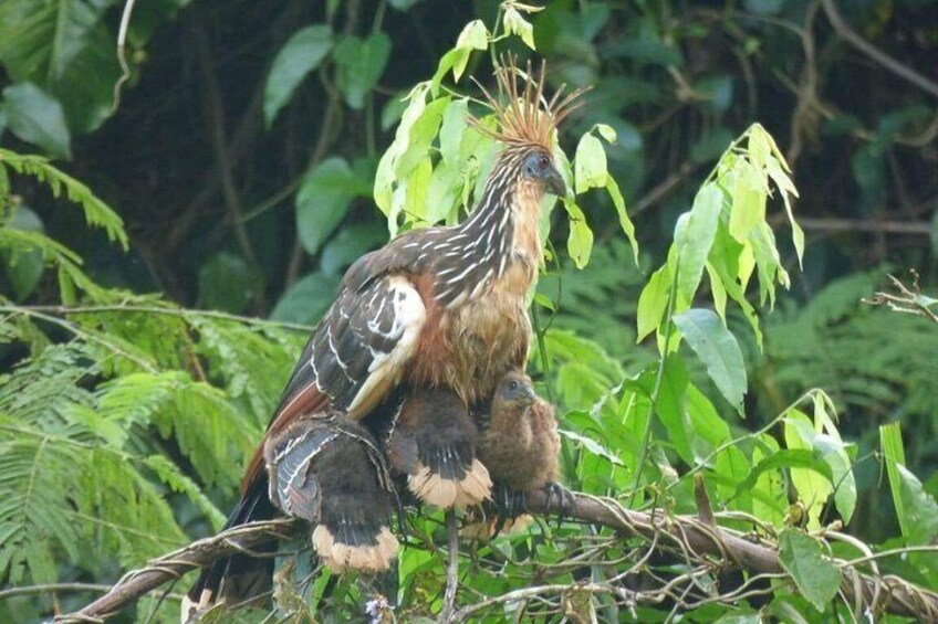 A bird with a crest, sitting on a branch surrounded by green foliage. 2