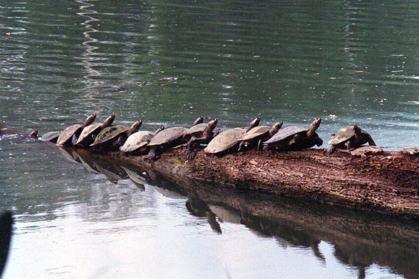 A log with turtles lined up on it. 3