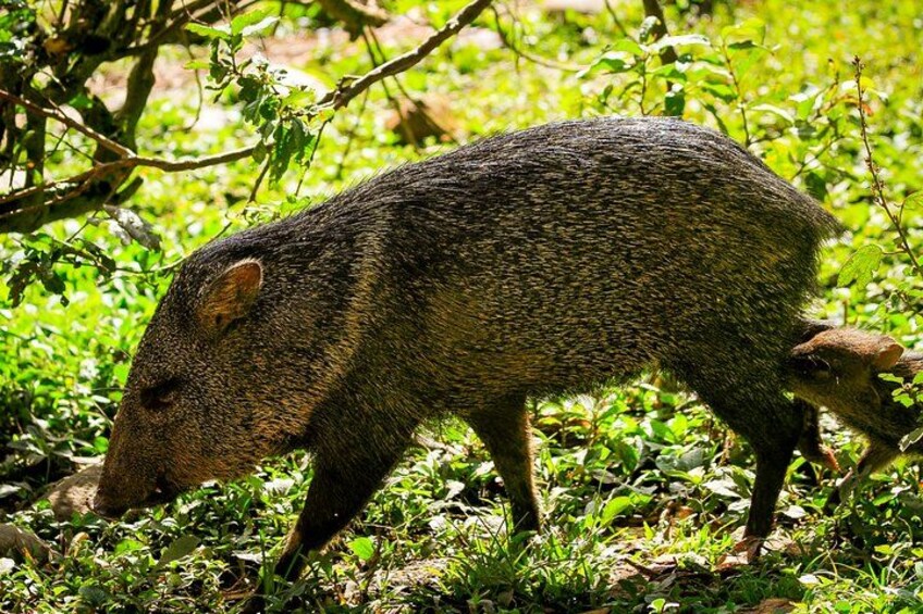 A wild boar in a grassy area with dense foliage in the background. 5
