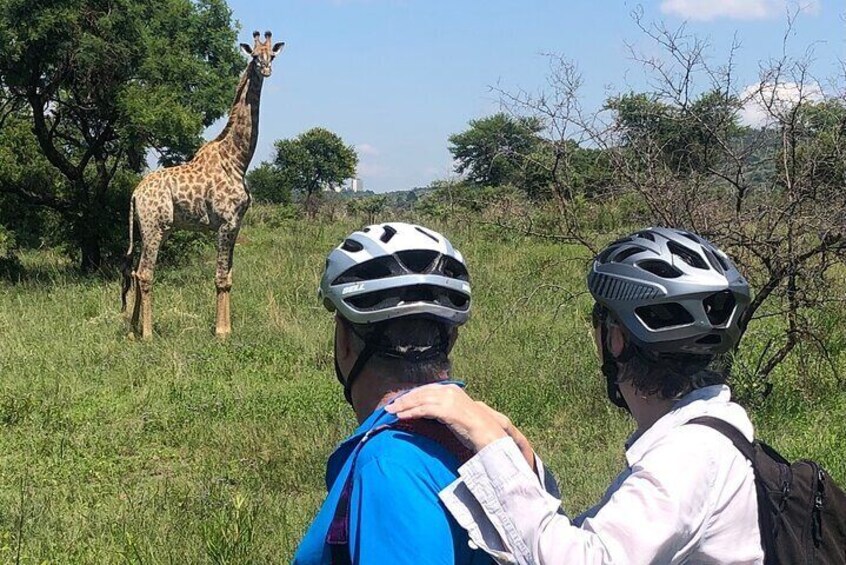 Half Day E-Biking with Wildlife Watching in Pretoria