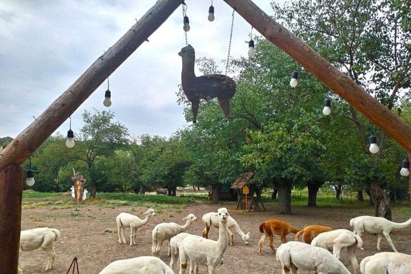 Ein Bauernhof mit Holzbauten, Lichterketten und einem Lama. 5