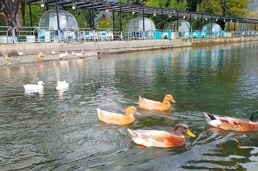 Ein Teich mit schwimmenden Enten, ein Kiosk und eine überdachte Sitzgelegenheit. 4