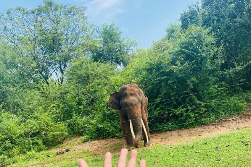 All Inclusive Safari Tour at Udawalawa National Park  4