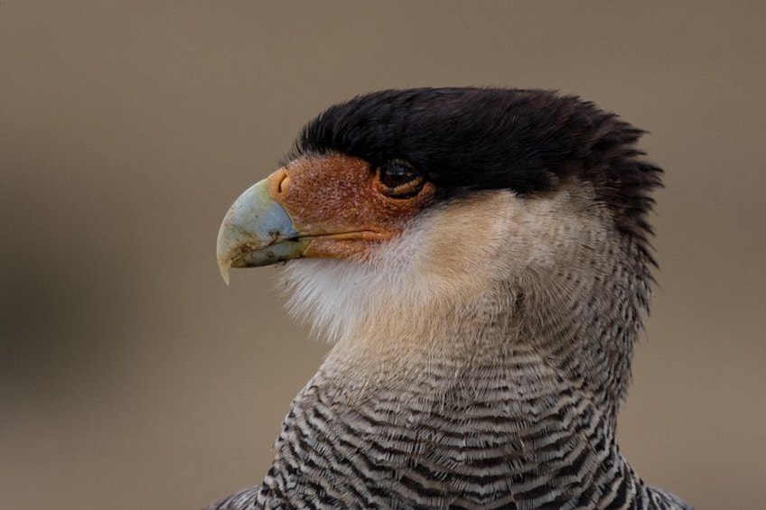 Ein Nahaufnahme eines Vogels mit großem Schnabel und gestreiftem Gefieder. 3