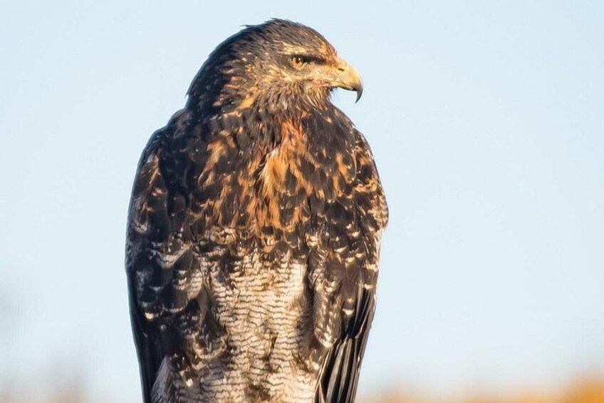 Ein Greifvogel mit dunklem Kopf und hellerem Körper sitzt vor blauem Himmel. 2