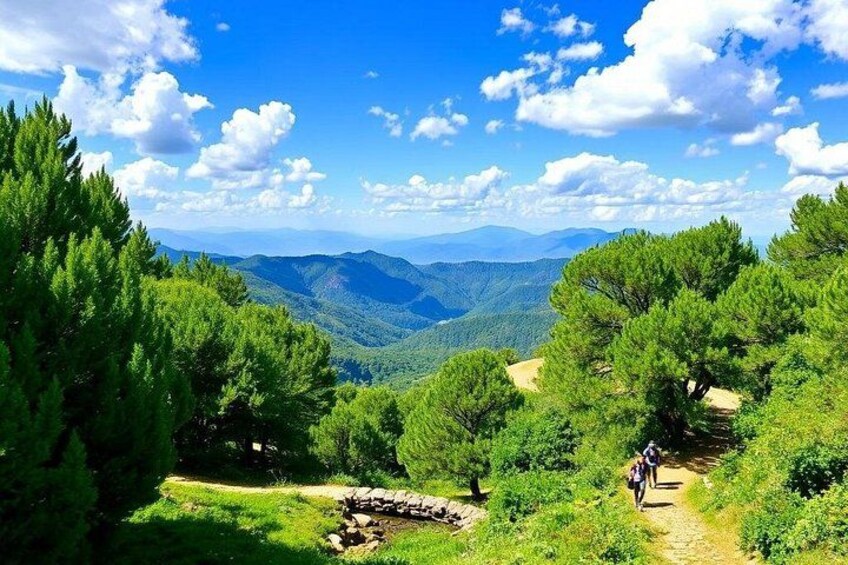 A hiking trail in a forested area with a view of distant mountains. 4
