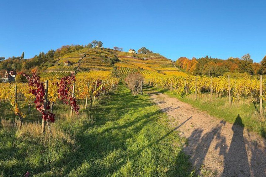 Wine tasting at the winery 3 wines 100% enjoyment 3