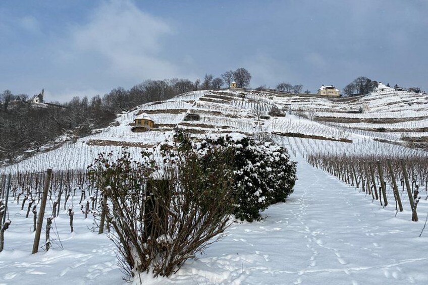 Wine tasting at the winery 3 wines 100% enjoyment 2
