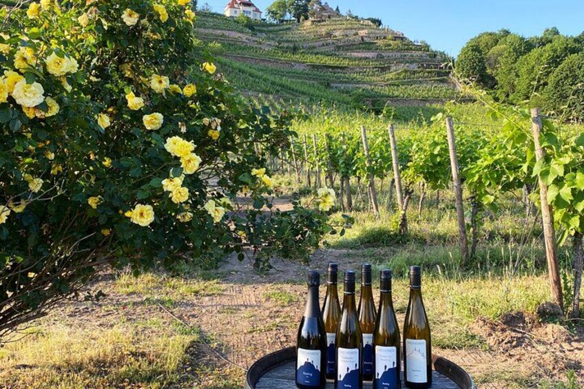 Ein Weinberg mit Reihen von Reben und ein Busch mit gelben Blüten im Vordergrund. 1