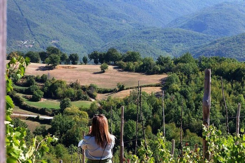 Eine Person blickt auf eine hügelige Landschaft mit Feldern und Bäumen. 3