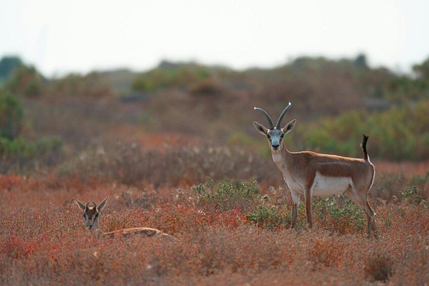 Een gazelle staat in een veld met schrale begroeiing, terwijl een kleine gazelle ligt. 4