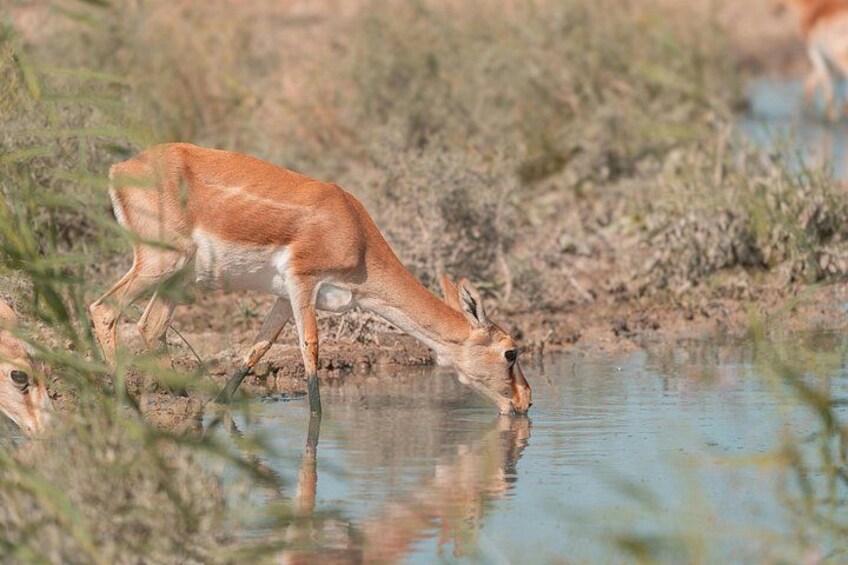 Een hert drinkt water uit een vijver, omringd door schaarse begroeiing. 2
