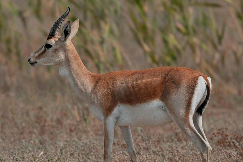 Een enkele antilope staat in een droog grasland met schaarse begroeiing. 3
