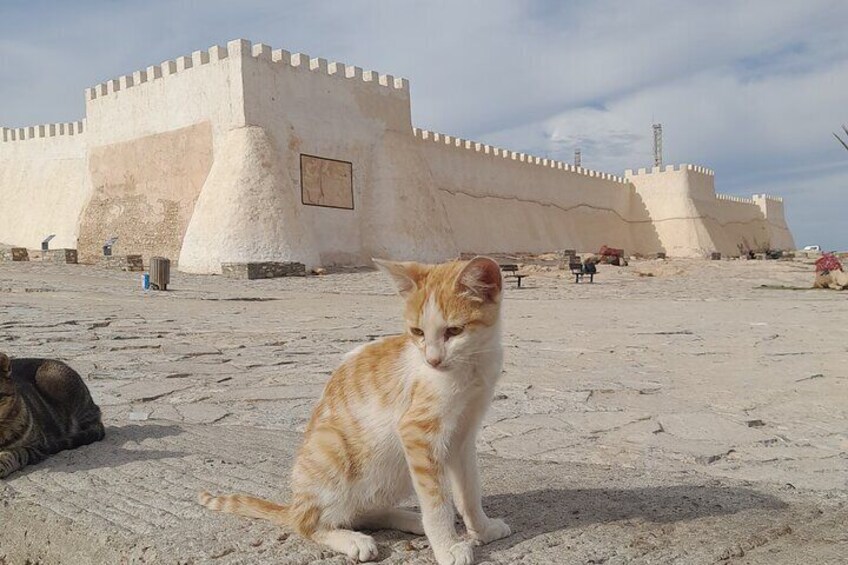 Un gatto seduto su una superficie sabbiosa, con un'imponente struttura simile a una fortezza sullo sfondo. 3