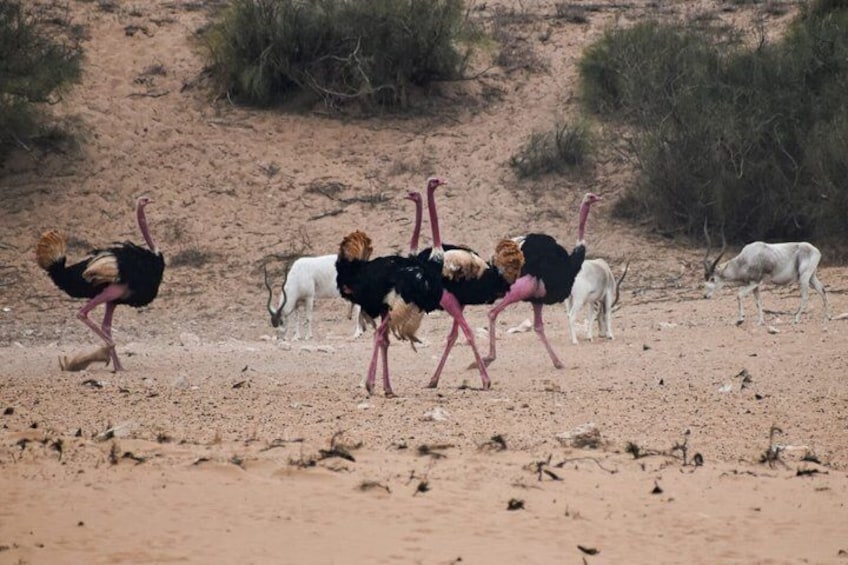 Agadir Souss Massa national park with mini Sahara Half Day Trip 5