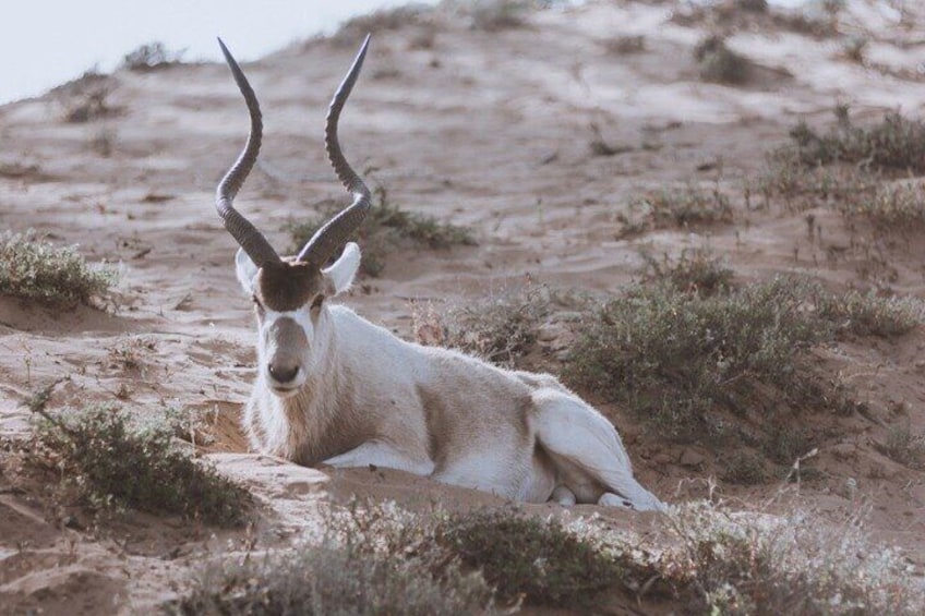 A white antelope with large horns resting on a sandy terrain with sparse vegetation. 1