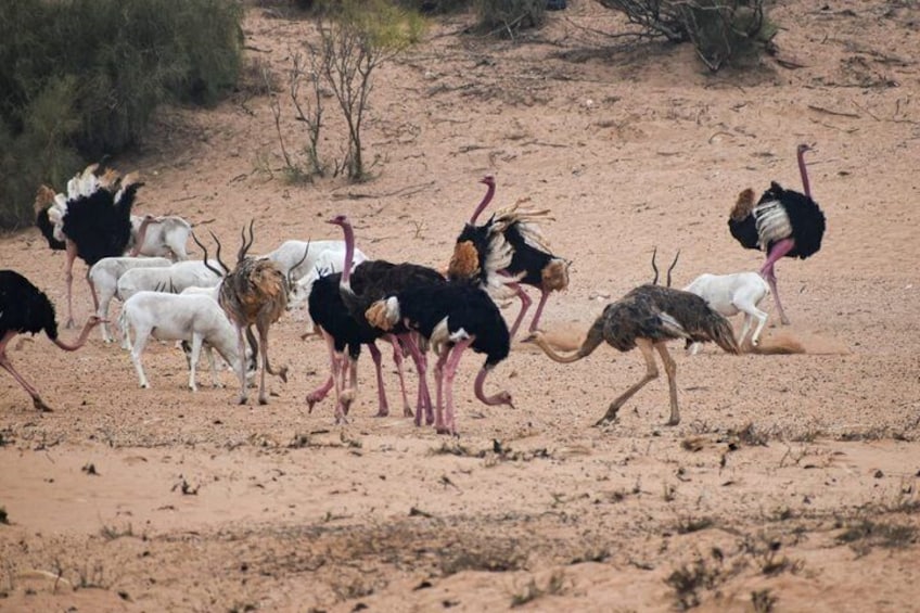 Agadir Souss Massa national park with mini Sahara Half Day Trip 4
