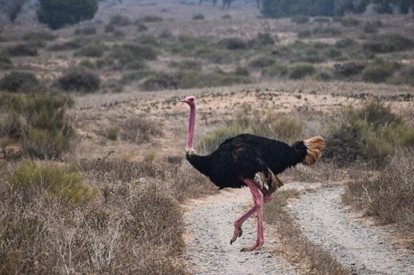 Agadir Souss Massa national park with mini Sahara Half Day Trip 3