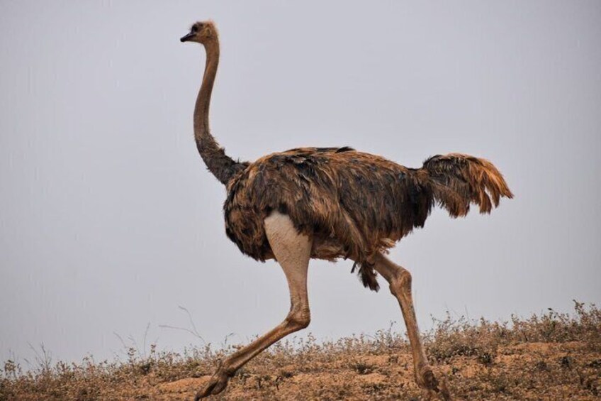 Agadir Souss Massa national park with mini Sahara Half Day Trip 2