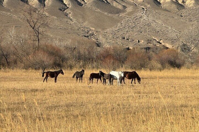 1 Day Private Tour Charyn Canyon Black Canyon and Kolsay Lake 3