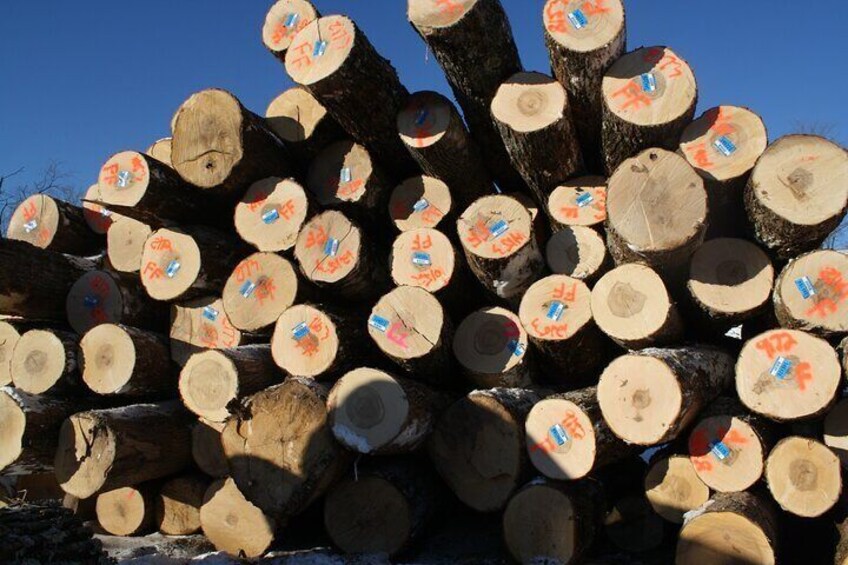 Une pile de bûches coupées, sur lesquelles on peut voir des marques distinctes. 3