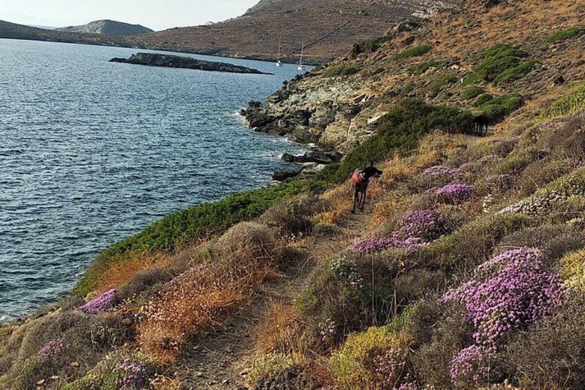 Un paisaje costero con un perro en un sendero cubierto de hierba, con vista al mar. 4