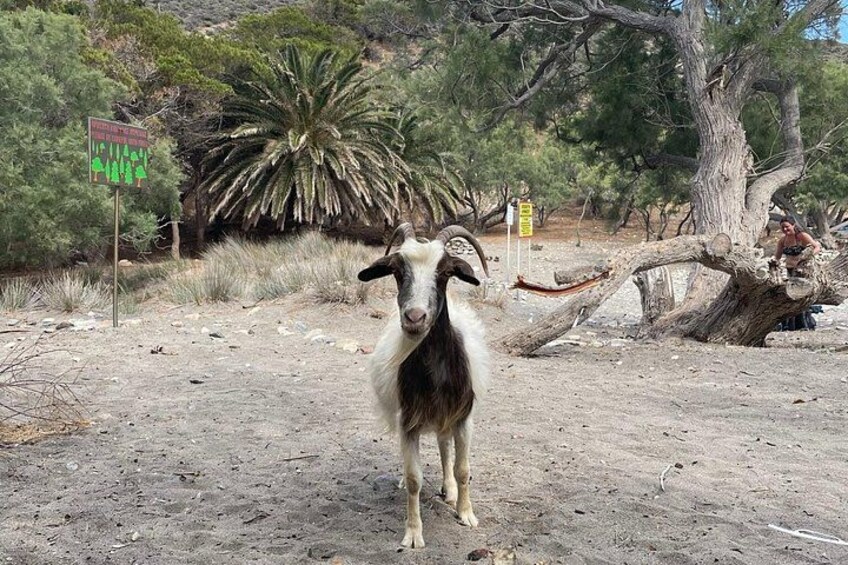 Una cabra parada en un sendero de tierra con árboles y un letrero al fondo. 5